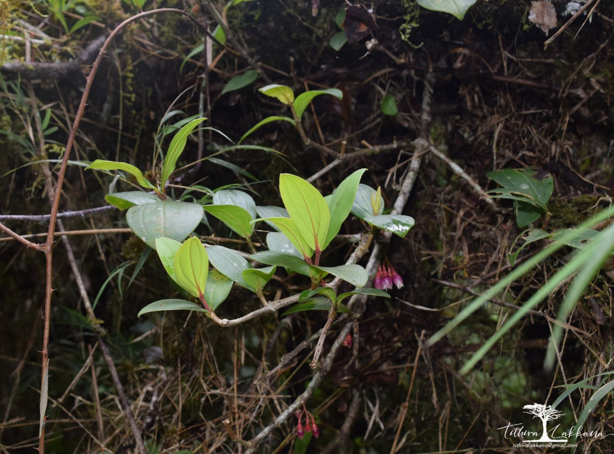 Medinilla fuchsioides Gardner